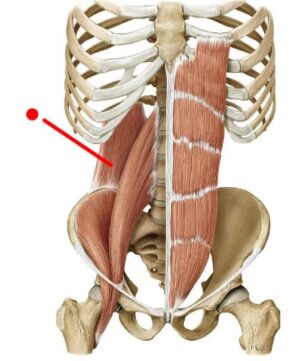 Quadratus Lumborum, do-in yoga les, yoga bij Pilago, massage, yoga Wijk bij Duurstede