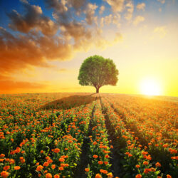 Pre-Afstemming Empowerment