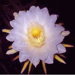 White fire dragon fruit flower Hylocereus
