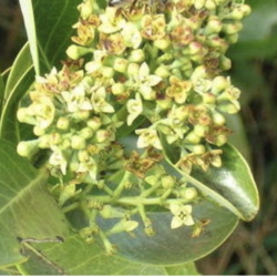 Iliahi Energy Attunement