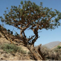 Frankincense empowerment