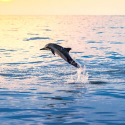 Dolphin Clear Waters Activering