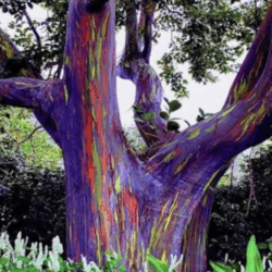 Rainbow Eucalyptus Attunement