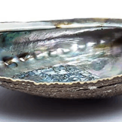 Abalone schelp